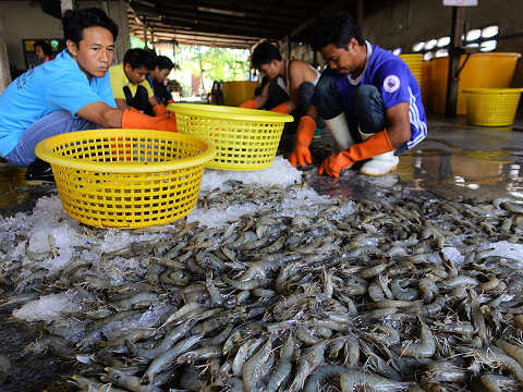 Fig. 2. Sorting operation at a shrimp broker company for giant tiger prawn produced from this study