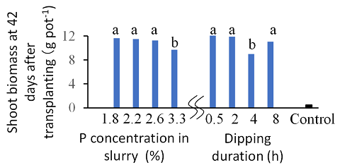 Fig. 2. Effect of P concentration in slurry and duration of P-dipping on initial plant growth