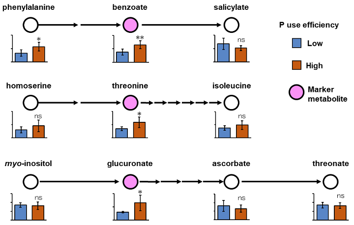 Fig. 2. Marker metabolites for P use efficiency and related metabolic pathways