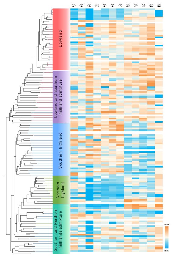 Fig. 2. Heatmap of the phenotypic traits combined with the phylogenetic tree of quinoa inbred lines