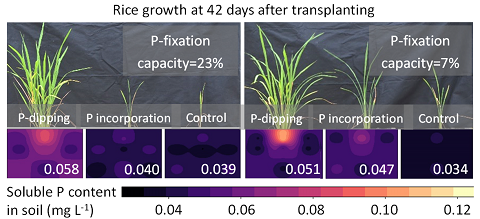 Fig. 3. Effect of P-dipping on plant growth and spatial distribution of soluble P content in the soils differing in P-fixing capacity 