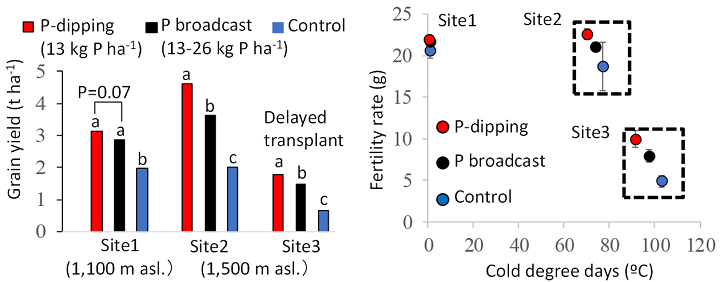 Fig. 4. Effect of P-dipping on grain yield and on cold degree days and fertility rate