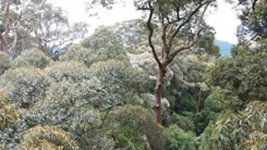 写真1　樹上から見たセマンコック試験地の様子