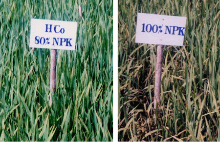 Rice heavily damaged by blast disease after general fertilizer application.