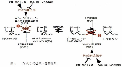 図1