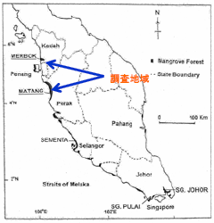 図１．半島マレーシアと調査地域（ムルボック及びマタンマングローブ汽水域）