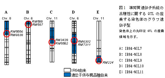 図1　準同質遺伝子系統の出穂性に関するQTLの座乗する染色体のグラフ遺伝子型