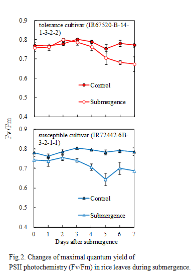 Fig.2. Changes of maximal quantum yield of PSII photochemistry (Fv/Fm) in rice leaves during submergence.