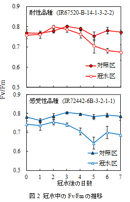 図2　冠水中のFv/Fmの推移