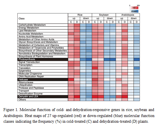 Fig.1. Molecular function of cold- and dehydration-responsive genes in rice, soybean and Arabidopsis.