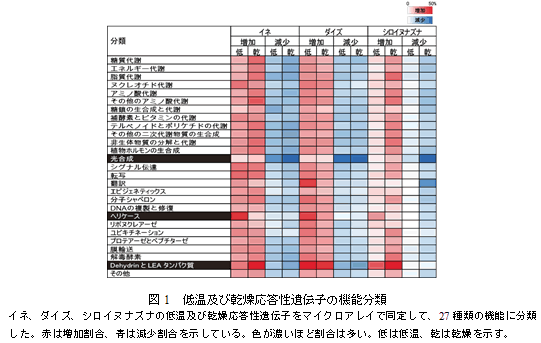 図1　低温及び乾燥応答性遺伝子の機能分類