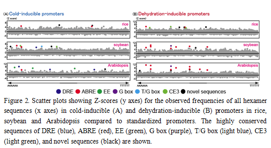 FIg.2. Scatter plots showing Z-scores(y axes) for the observed frequencies of all hexamer sequences (x axes) in cold-inducible (A) and dehydration-inducible (B) promoters in rice, soybean and Arabidopsis compared to standardized promoters.