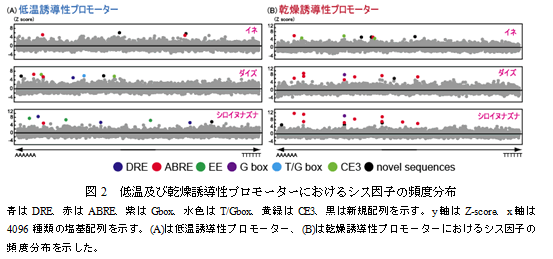 図2　低温及び乾燥誘導性プロモーターにおけるシス因子の頻度分布