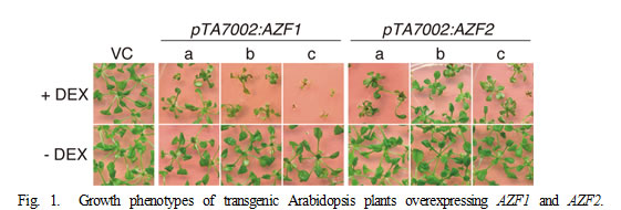 Fig.1. Growth phenotypes of transgenic Arabidopsis plants overexpressing AZF1 and AZF2.