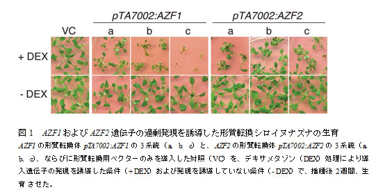 図1　AZFおよびAZF2遺伝子の過剰発現を誘導した形質転換シロイヌナズナの生育