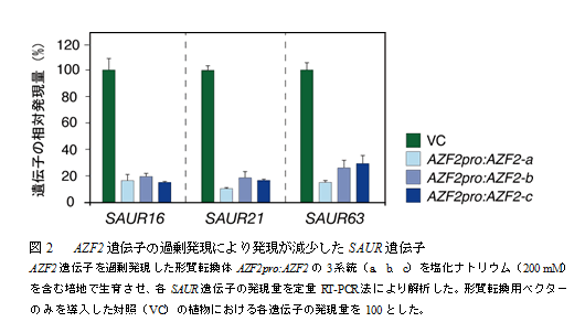 図2　AZF遺伝子の過剰発現により発現が減少したSAUR遺伝子