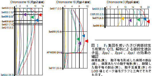 図1　F2集団を用いたさび病抵抗性5形質のQTL解析による抵抗性遺伝子座、Rpp2、Rpp4、Rpp5の効果の確認