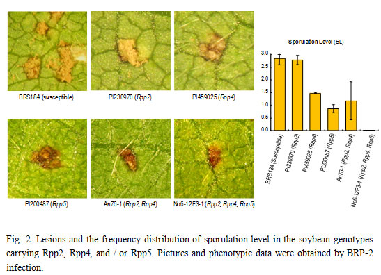 Fig.2. Lesions and the frequency of sporulation level in the soybean genotypes carrying Rpp2, Rpp4, and / or Rpp5. Pictures and phenotypic data were obtained by BRP-2 infection.