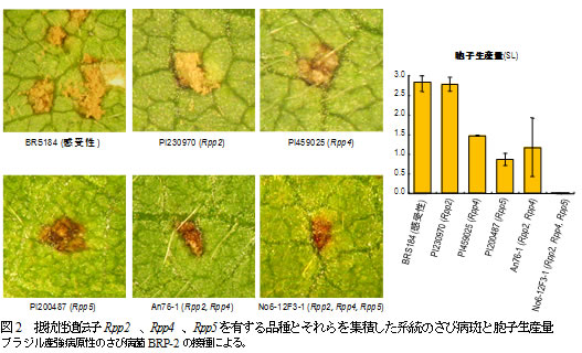 図2　抵抗性遺伝子Rpp2、Rpp4、Rpp5を有する品種とそれらを集積した系統のさび病斑と胞子生産量