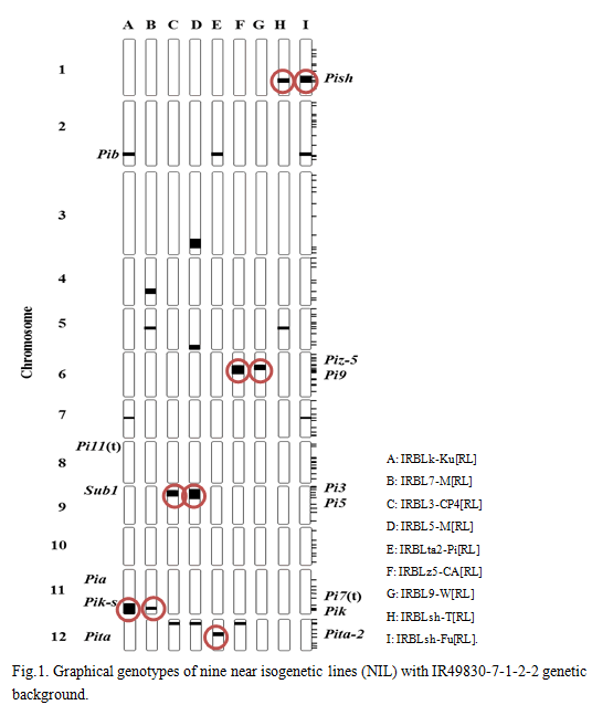Fig.1. Graphical genotypes of nine near isogenetic lines (NIL) with IR49830-7-1-2-2 genetic background.