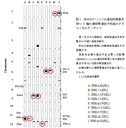 図1　IR49830-7-1-2-2の遺伝的背景を持つ9種の準同質遺伝子系統のグラフィカルゲノタイプ