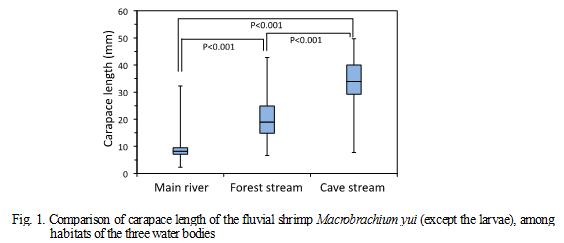 Fig.1. Comparison of carapace length of the fluvial shrimp Macrobrachium yui (except the larvae), among habitats of the three water bodies