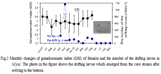 Fig.2. Monthly changes of gonadosomatic index (GSI) of females and the number of the drifting larvae in M.yui. The photo in the figure shows the drifting larvae which emerged from the cave stream after settling to the bottom.