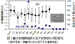 図2　雌の生殖腺指数と流下幼生数の月別変化(図中写真：洞窟河川から流下する着底幼生)