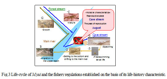 Fig.3. Life-cycle of M.yui and the fishery regulations on the basis of its life-history characteristic.
