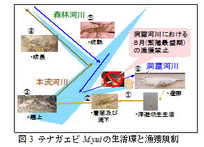 図3　テナガエビM.yuiの生活環と漁獲規制