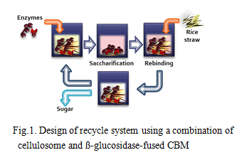Fig.1. Design of recycle system.using a combination of cellulosome and β-glucosidase-fused CBM