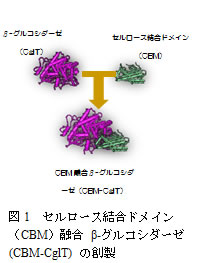 図1　セルロース結合ドメイン(CBM)融合　β-グルコシダーゼ(CBM-CglT)の創製