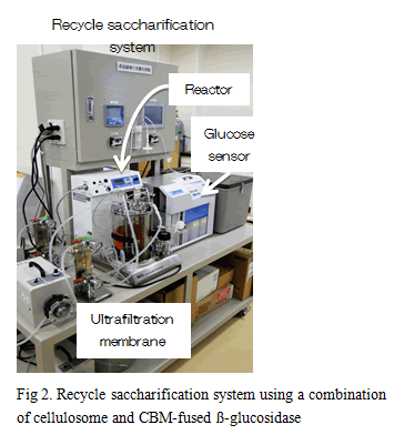 Fig.2. Recycle saccharification system using a combination of cellulosome and CBM-fused β-glucosidase