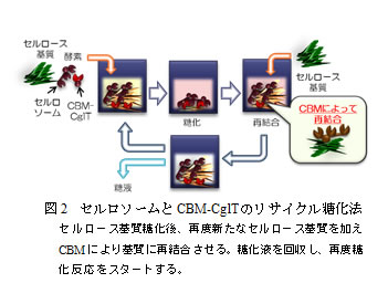 図2　セルロソームとCBM-CglTのリサイクル糖化法　セルロース基質糖化後、再度新たなセルロース基質を加えCBMにより基質に再結合させる。糖化液を回収し、再度糖化反応をスタートする。