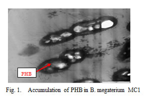 Fig.1. Accumulation of PHB in B.megaterium MC1