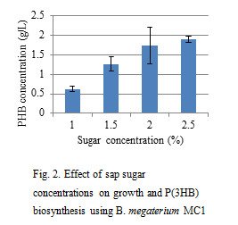 Fig.2. Effect of sap sugar concentrations on growth and P(3HB) biosynthesis using B.megaterium MC1