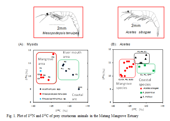 Fig.1. PLot of δ15N and δ13C of prey crustacean animals in the Matang Mangrove Estuary