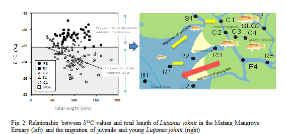 Fig.2. Relationship between δ13C values and total length of Lutjanus johnii in the Matang Mangrove Estuary (left) and the migration of juvenile and young Lutjanus johnii (right)