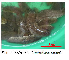図1　ハネジナマコ(Holothuria scabra)