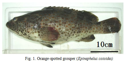 Fig.1. Orange-spotted grouper (Epinephelus coioides)