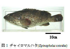 図１　チャイロマルハタ(Epinephelus coioides)
