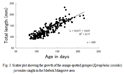 Fig.3. Scatter plot showing the growth of the orange-spotted grouper (Epinephelus coioides) juveniles caught in the Merbok Mangrove area