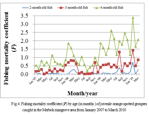 Fig.4. Fishing mortality coefficient (F) by age (in months) of juvenile orange-spotted groupers caught in the Merbok mangrove area from January 2007 to March 2010