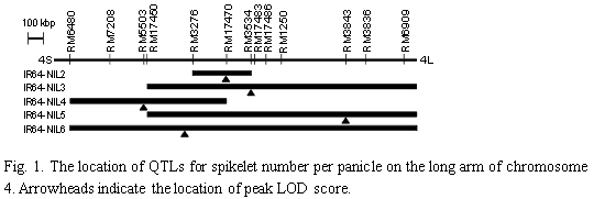 Fig.1. The location of QTLs for spikelet number per panicle on the long arm of chromosome 4.