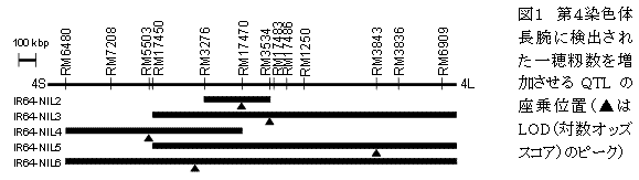 図1　第4染色体長腕に検出された一穂籾数を増加させるQTLの座乗位置