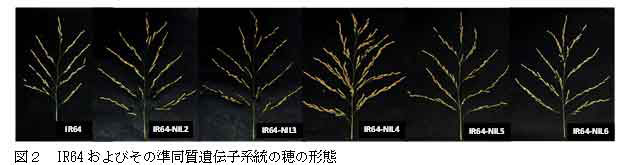 図2　IR64およびその準同質遺伝子系統の穂の形態