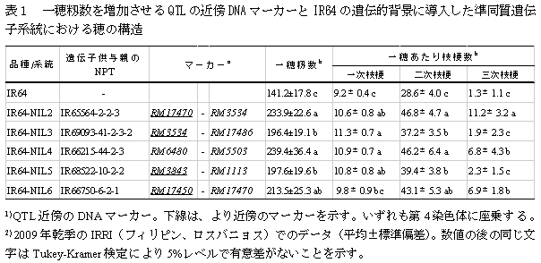 表1　一穂籾数を増加させるQTLの近傍DNAマーカーとIR64の遺伝的背景に導入した準同質遺伝子系統における穂の構造