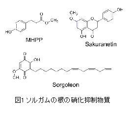 図1　ソルガムの根の硝化抑制物質