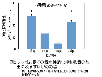 図2　ソルガム根での親水性硝化抑制物質の放出に及ぼすNH4+の影響