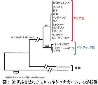 図1　近隣接合法によるキムネクロナガハムシの系統樹